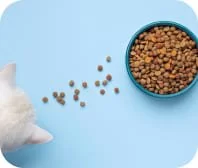Rações para Gato