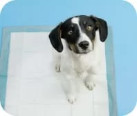 Tapete higiênico